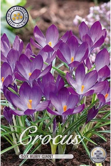 Crocus Ruby Giant 50-pakning